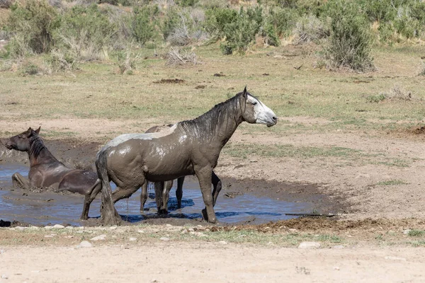 Cavalli Selvatici Una Pozza Acqua Del Deserto Dello Utah — Foto Stock