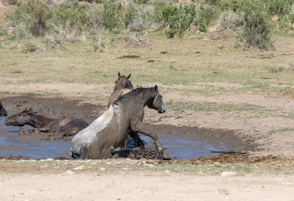 Utah çölündeki su birikintisinde vahşi atlar.