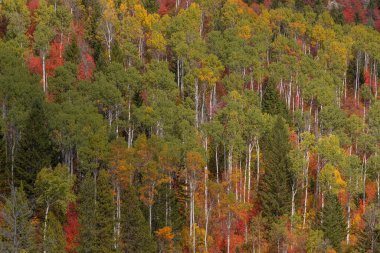 Snake River Canyon Idaho 'daki manzaralı sonbahar manzarası