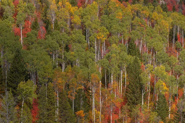 Snake River Canyon Idaho 'daki manzaralı sonbahar manzarası