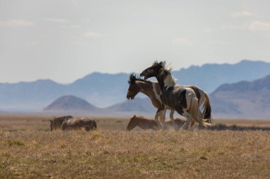 Utah çölünde savaşan vahşi atlar.