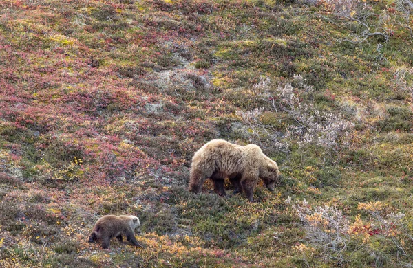 Una Cerda Oso Pardo Cachorro Parque Nacional Denali Alaska Otoño —  Fotos de Stock