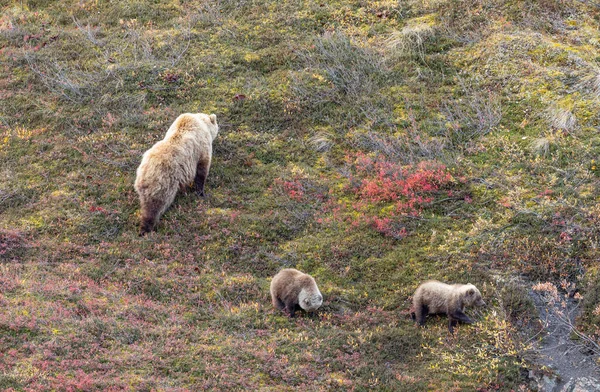Sugggrizzlybjörn Och Unge Denali Nationalpark Alaska Hösten — Stockfoto