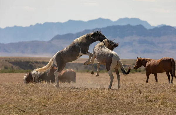 Wild Horse Stallions Fighting Utah Desert — Stock Photo, Image