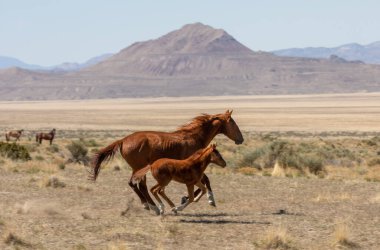 Utah çölünde baharda vahşi at kısrağı ve tayı