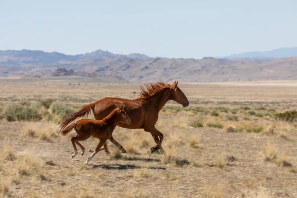 Divoká Koňská Klisna Hříbě Jaře Poušti Utah — Stock fotografie