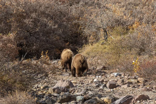 a pair of grizzly bear in Denali National Park Alaska in autumn