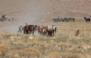 Utah çölünde vahşi bir at sürüsü.