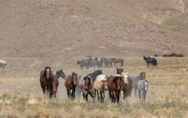 Utah çölünde vahşi bir at sürüsü.