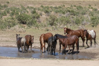 Baharda Utah çölünde bir su birikintisinde vahşi atlar.