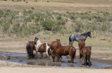 Baharda Utah çölünde bir su birikintisinde vahşi atlar.