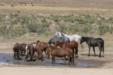 Baharda Utah çölünde bir su birikintisinde vahşi atlar.
