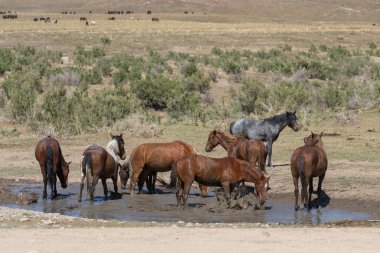 Baharda Utah çölünde bir su birikintisinde vahşi atlar.