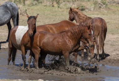 Baharda Utah çölünde bir su birikintisinde vahşi atlar.