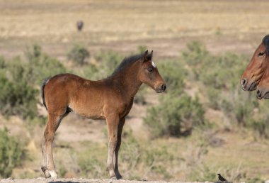 Utah çölünde baharda vahşi bir kısrak ve tay.
