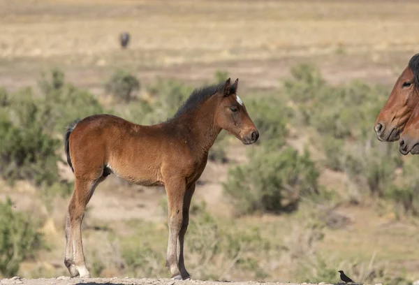 Utah çölünde baharda vahşi bir kısrak ve tay.