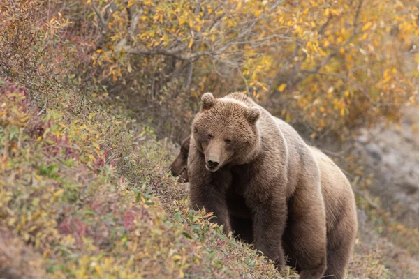 Medvěd Grizzly Podzim Denali Natioanl Park Aljaška — Stock fotografie