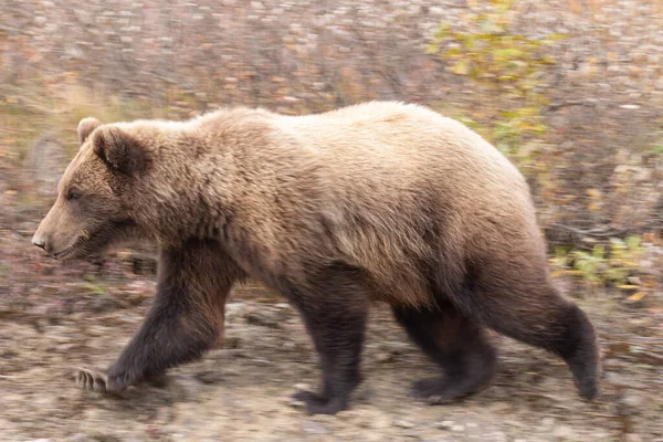 阿拉斯加Denali Natioanl公园秋天的一只灰熊 — 图库照片