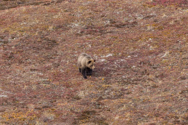 阿拉斯加Denali Natioanl公园秋天的一只灰熊 — 图库照片