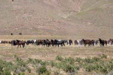 Baharda Utah çölünde vahşi bir at sürüsü.