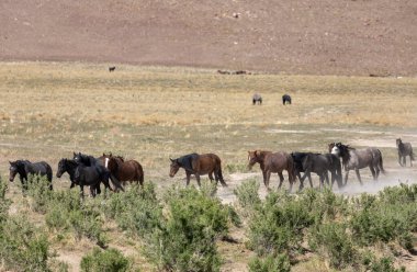 Baharda Utah çölünde vahşi bir at sürüsü.