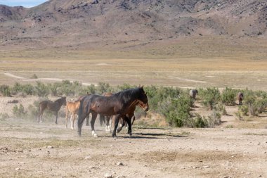 Baharda Utah çölünde vahşi bir at sürüsü.