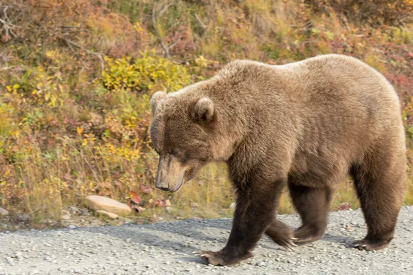 Orso Grizzly Autunno Nel Denali Natioanl Park Alaska — Foto Stock