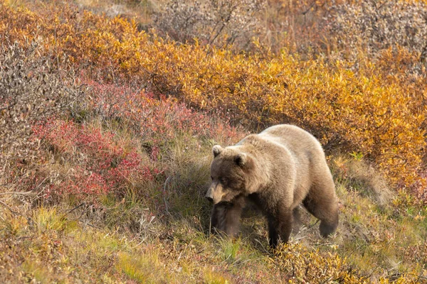 Niedźwiedź Grizzly Jesienią Denali Natioanl Park Alaska — Zdjęcie stockowe