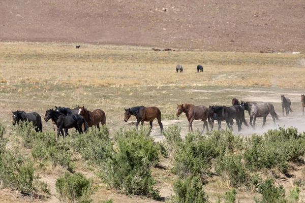 Baharda Utah çölünde vahşi bir at sürüsü.