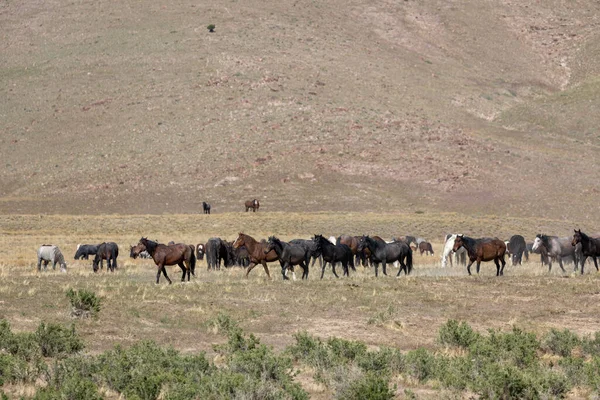 Herd Wild Horses Utah Desert Springtime — Stock Photo, Image