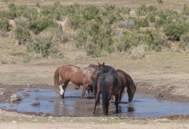 Baharda Utah çölünde bir su birikintisinde vahşi atlar.