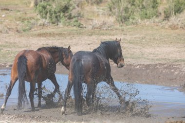 Baharda Utah çölünde bir su birikintisinde vahşi atlar.