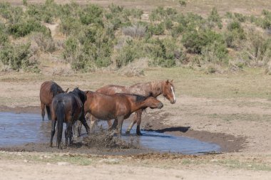 Baharda Utah çölünde bir su birikintisinde vahşi atlar.
