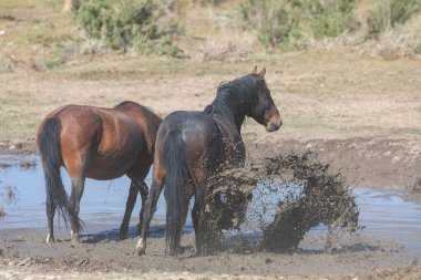 Baharda Utah çölünde bir su birikintisinde vahşi atlar.