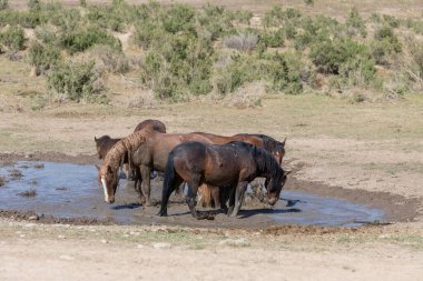 Baharda Utah çölündeki bir su birikintisinde vahşi atlar.