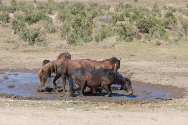 Baharda Utah çölündeki bir su birikintisinde vahşi atlar.