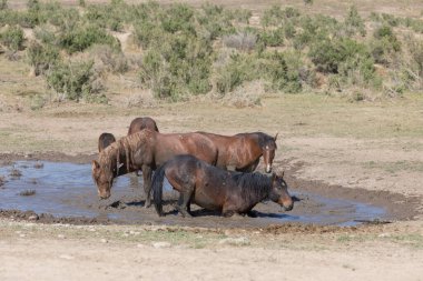Baharda Utah çölündeki bir su birikintisinde vahşi atlar.