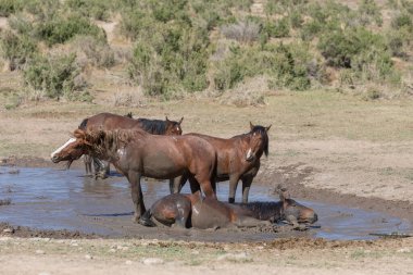 Baharda Utah çölündeki bir su birikintisinde vahşi atlar.