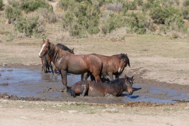 Baharda Utah çölündeki bir su birikintisinde vahşi atlar.