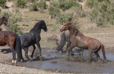 Baharda Utah çölündeki bir su birikintisinde vahşi atlar.