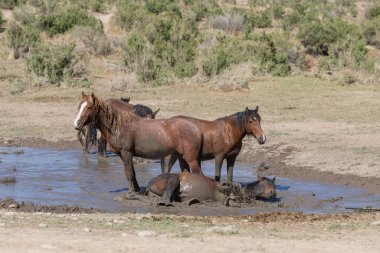 Baharda Utah çölündeki bir su birikintisinde vahşi atlar.