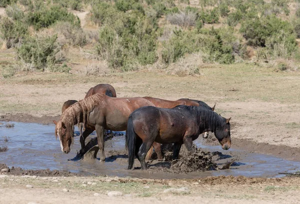 Baharda Utah çölündeki bir su birikintisinde vahşi atlar.