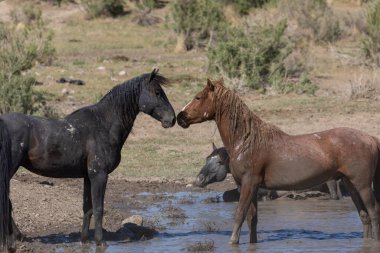 Baharda Utah çölündeki bir su birikintisinde vahşi atlar.