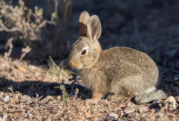 Mignon Jeune Lapin Coton Été — Photo