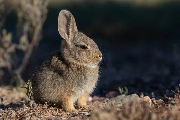Yazın Tatlı Genç Bir Pamuk Kuyruklu Tavşan — Stok fotoğraf
