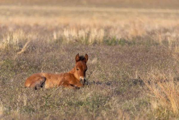 犹他州沙漠中的一匹可爱的野马 — 图库照片