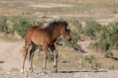 Utha çölünde vahşi at yavrusu