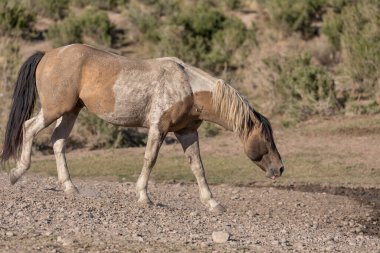Utah Çölünde Vahşi At