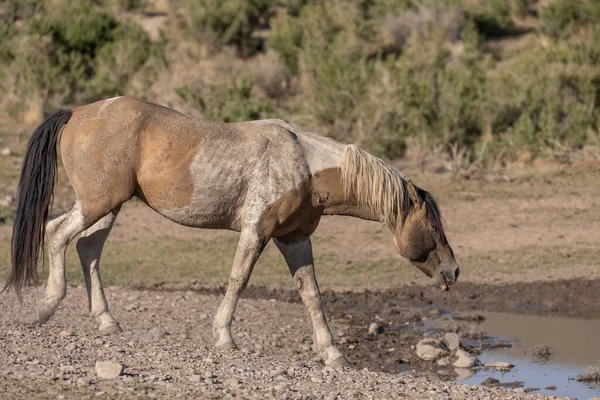 Wild Horse Utah Desert — Stock Photo, Image