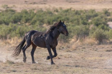 Utah Çölünde Vahşi At
